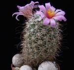 Bartschella schumannii v. globosa
