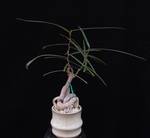 Brachychiton rupestris