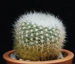 Brasilicactus haselbergii
