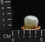 Brasilicactus haselbergii