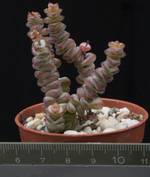 Crassula marnieriana
