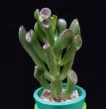 Crassula variegata cv. Hobbit