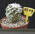 Copiapoa esmeraldana 6709
