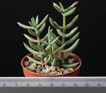 Crassula macowaniana