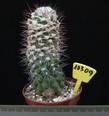 Copiapoa humilis 10309