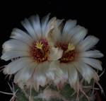 Coryphantha asterias