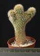 Cleistocactus strausii cristata