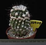 Copiapoa humilis 10409