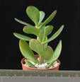 Crassula arborescens