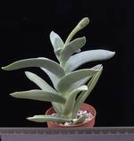 Crassula falcata