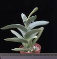 Crassula falcata