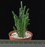 Crassula muscosa monstruosa
