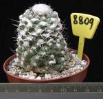 Copiapoa humilis 8809
