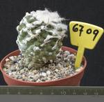 Copiapoa esmeraldana 6709