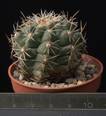 Coryphantha clavata(5,5)