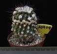 Copiapoa humilis 10409