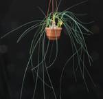 Calibanus hookeri