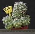 Copiapoa echinoides 6109