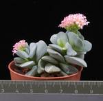 Crassula Morgan beauty
