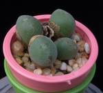 Conophytum pearsonii