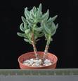 Crassula mesembryanthemoides