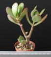 Crassula variegata
