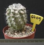 Copiapoa longispina 6409