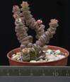 Crassula marnieriana