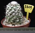 Copiapoa humilis 8809