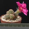 Chamaelobivia "Rose Quartz"