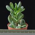 Crassula ovata cv. hobbit