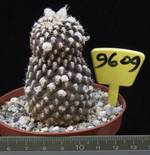 Copiapoa tenuissima 9609