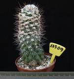 Copiapoa humilis 10309