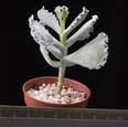 Cotyledon undulata
