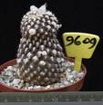 Copiapoa tenuissima 9609