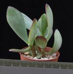 Crassula arborescens undulatifolia