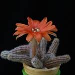 Chamecereus silvestrii