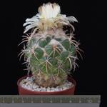 Coryphantha asterias