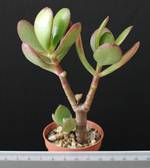 Crassula variegata
