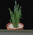 Crassula muscosa monstruosa
