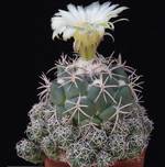 Coryphantha asterias