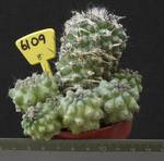 Copiapoa echinoides 6109