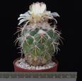Coryphantha asterias