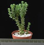 Crassula commutata