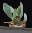 Crassula arborescens undulatifolia