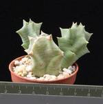 Caralluma lutea