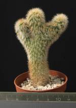 Cleistocactus strausii cristata