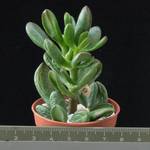 Crassula ovata cv. hobbit