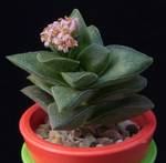 Crassula cv. Spring time