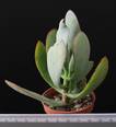 Crassula cv. Blue Have